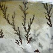 天然デンドリティッククォーツ