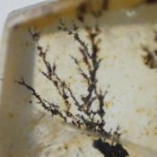 天然デンドリティッククォーツ