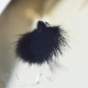 天然ホランダイトクォーツ